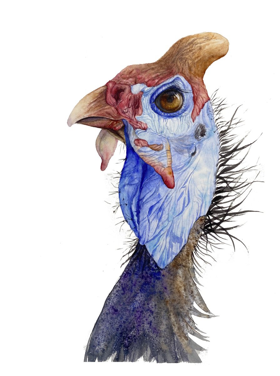 Expressive Guinea Fowl Gaze by Tetiana Savchenko