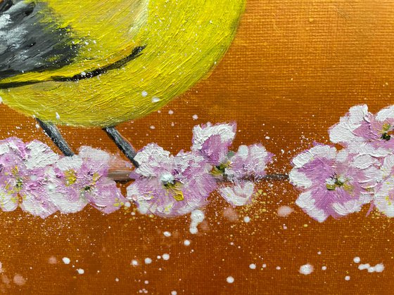 Greenfinch on cherry blossom