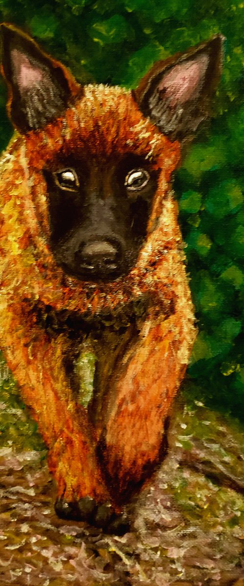 Malinois Puppy by Robbie Potter