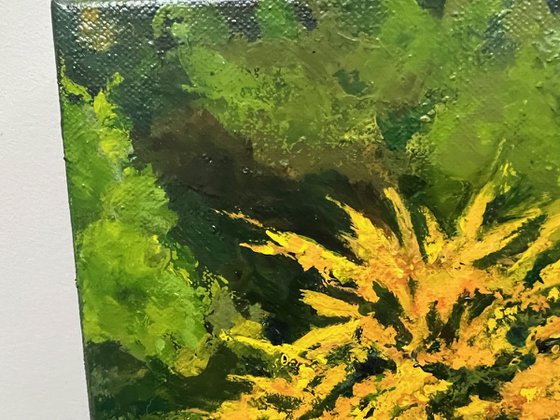 California Flannel Bush