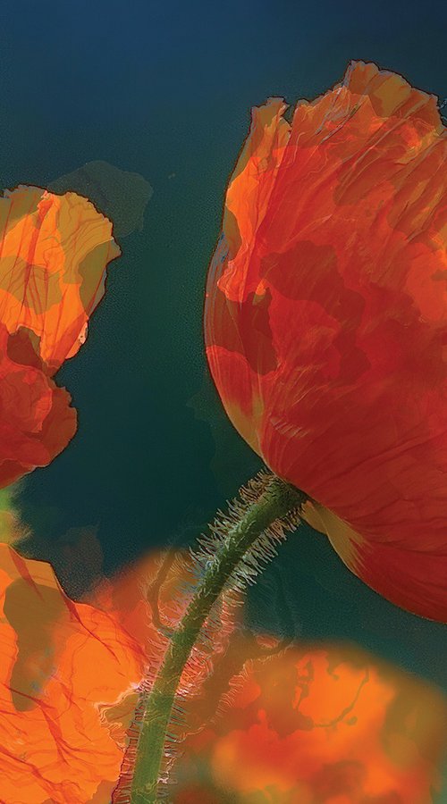 Amapolas 5 by Javier Diaz