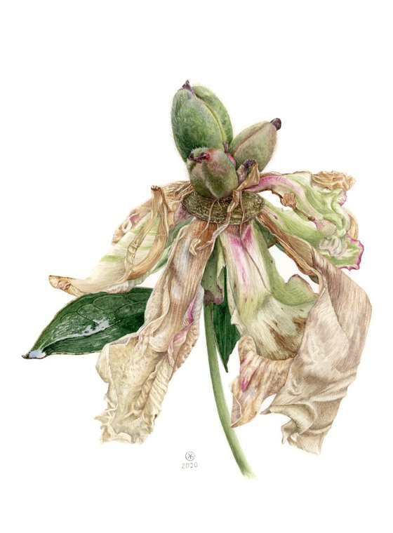 Dried Peony