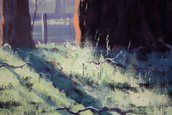 Gum Trees In morning Light