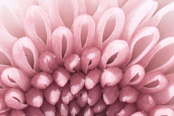 PINK VORTEX OF BLOOM
