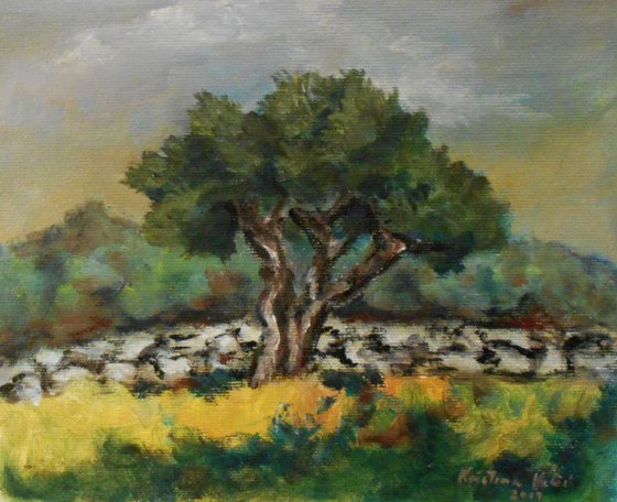 Olive tree