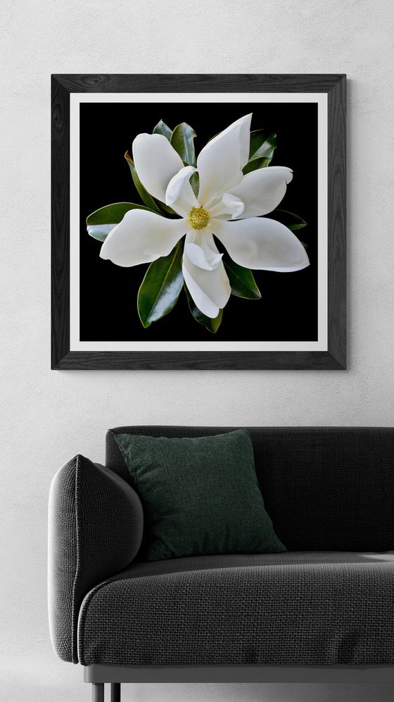 Little Gem Magnolia