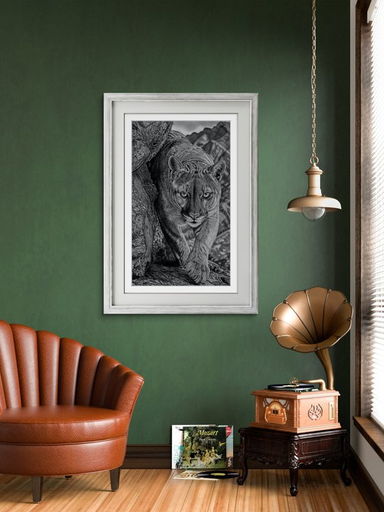 Cougar / Mountain Lion