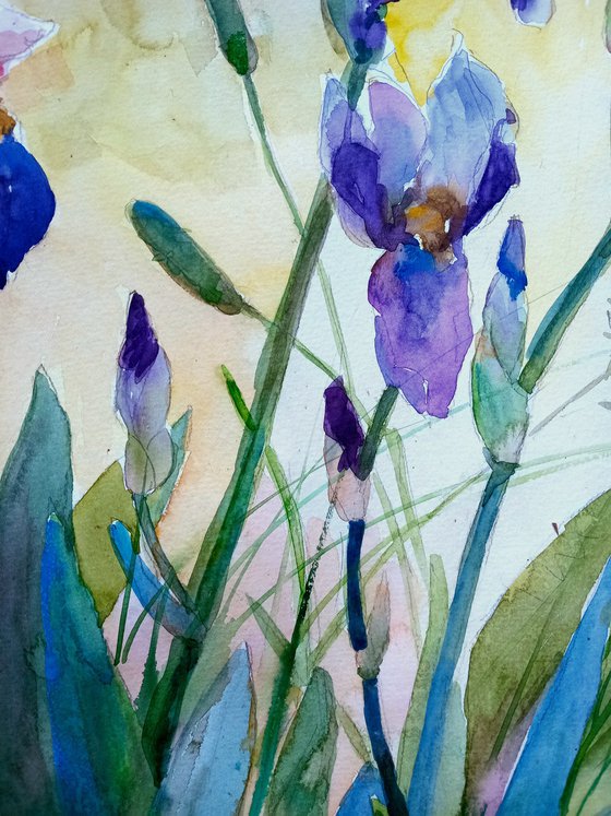 Charming irises