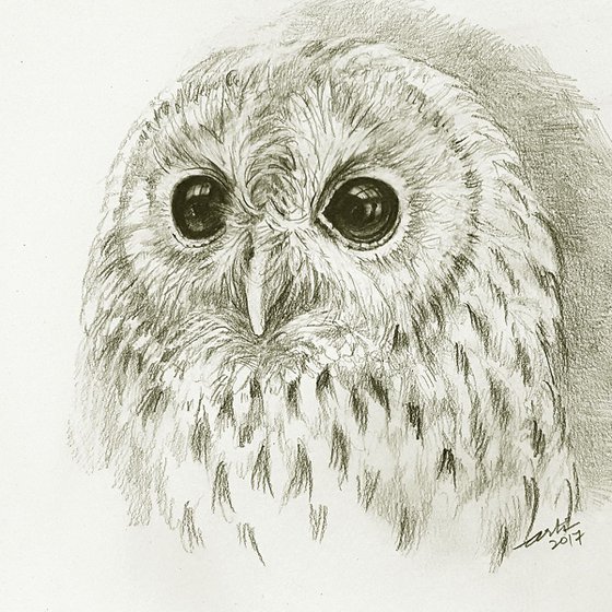 Tawny Owl Tim