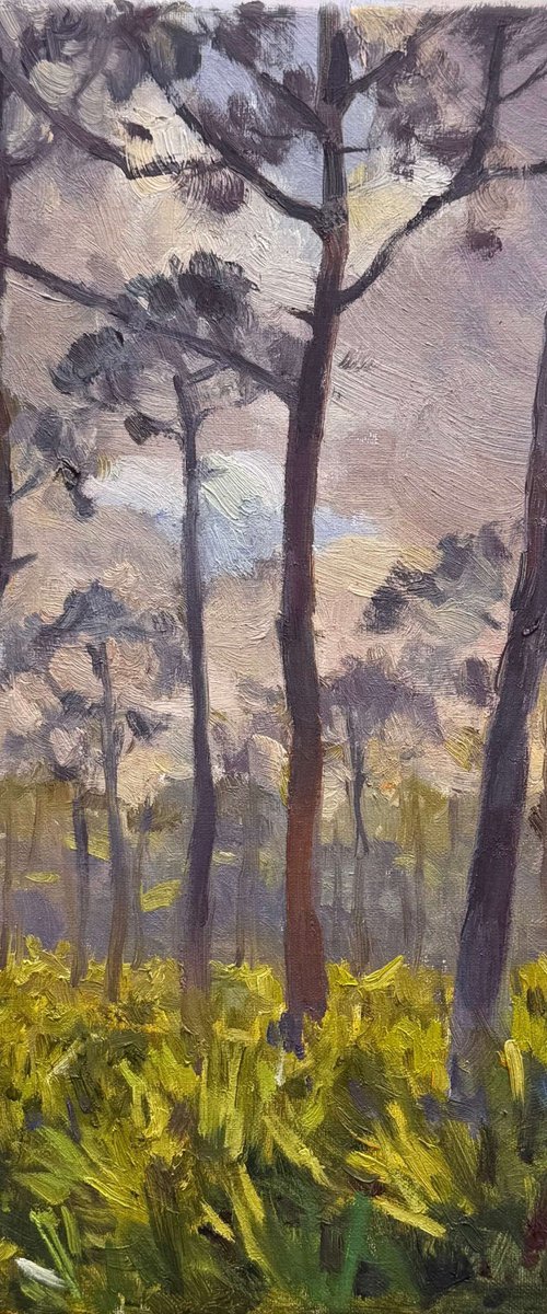 Whispering Pines, Florida by Nataliia Nosyk