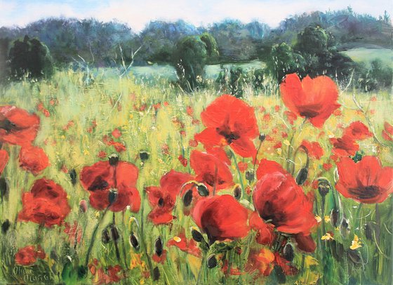 Poppies in sunshine