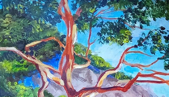 Mediterranean pine