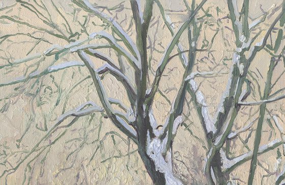 Maple Alley in January