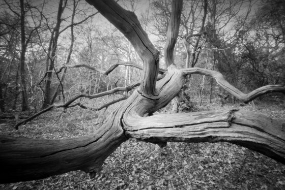 Fallen Tree, Pinhole Monochrome
