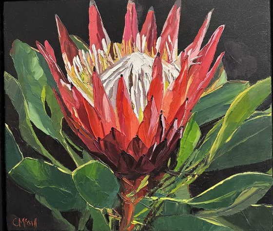 Red Protea