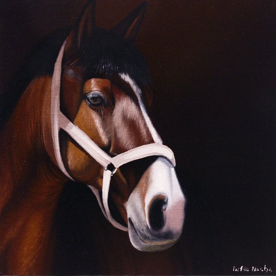 Horse Portrait 107