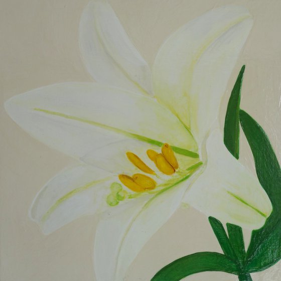 White Lily