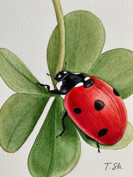 Ladybug on the clover