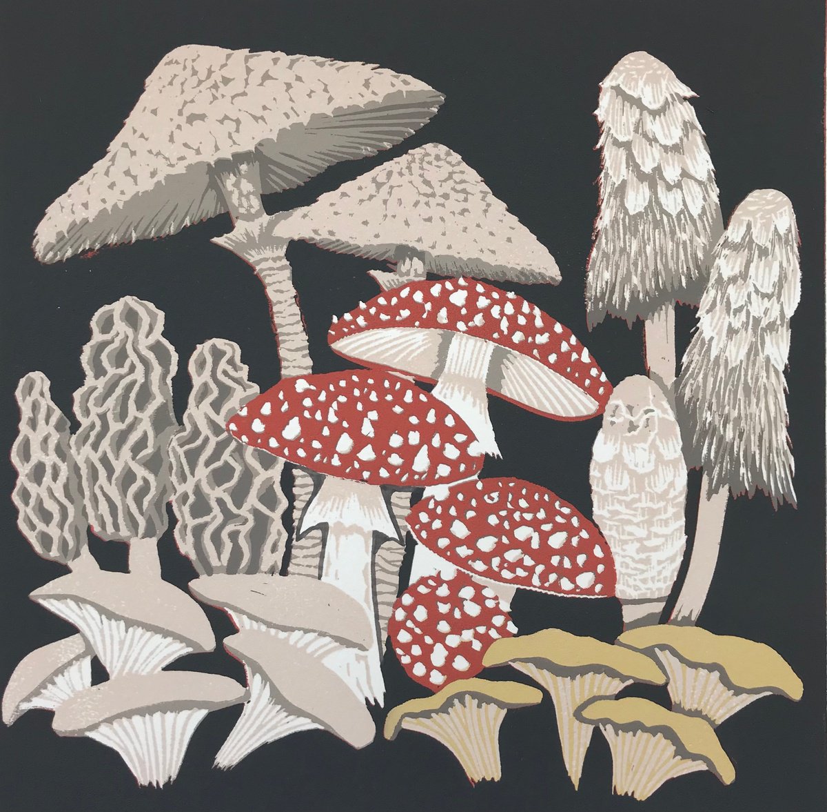 Mushroom medley by Gerry Coles