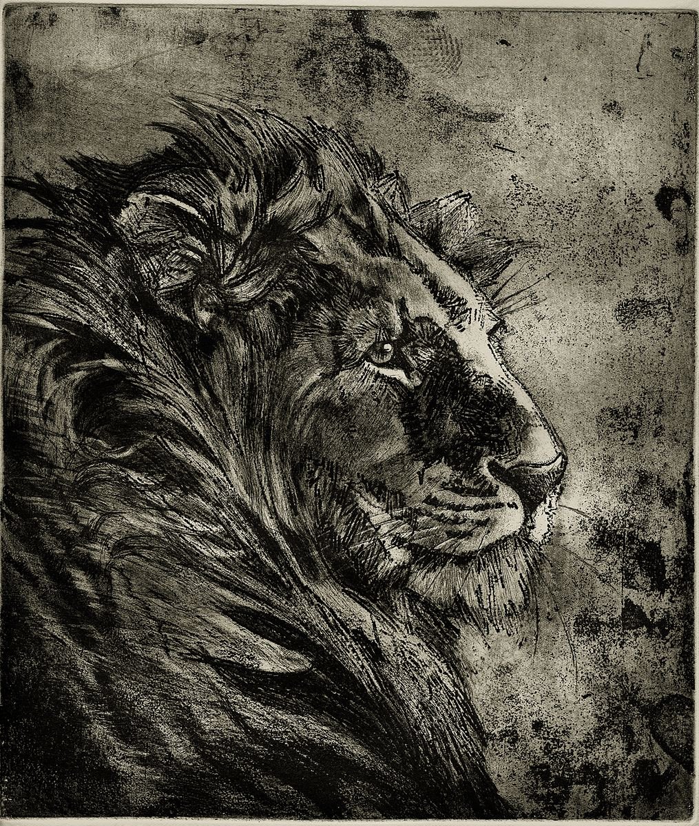 Illustrative Animal Etchings & Engravings By Isabel Hutchison, 15 X 17, Lion Etching, Original Artwork