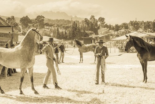 Tarifa Horse Festival 1. by Andrew Lever