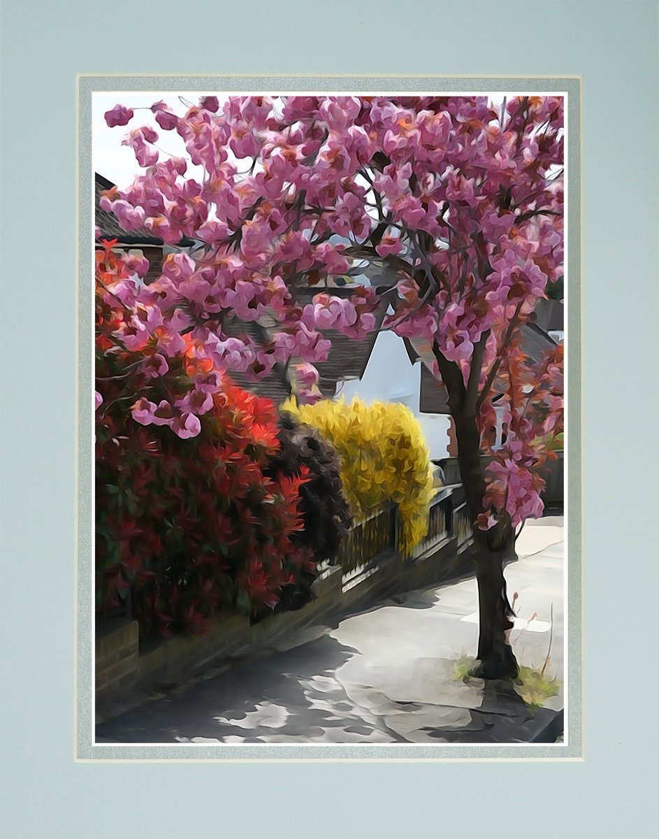 Blossom Street by Robin Clarke