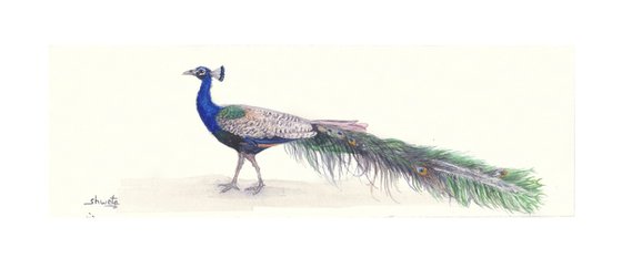 Collection of peacocks