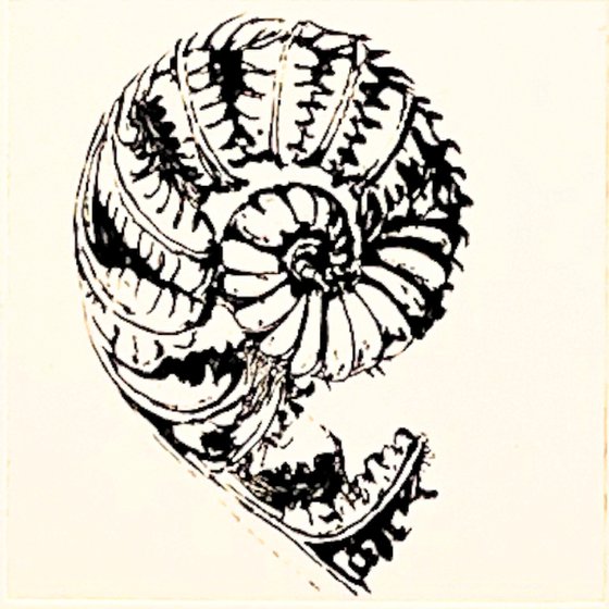 Fibonacci Spirals