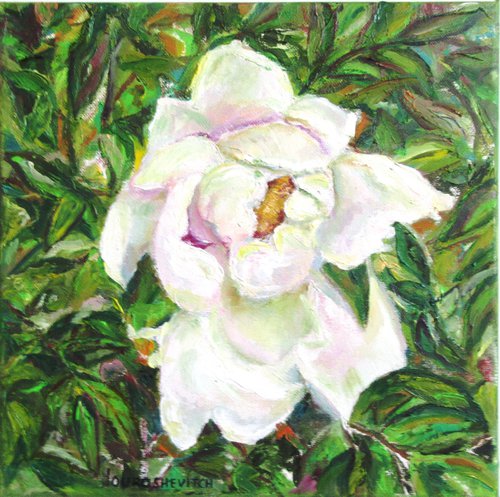 Original Oil Painting of a Tree Peony Romantic one of a kind Impressionistic Blooming flower perfect graduation mother easter gift white and green Small 12x12 in. (30x30 cm) by Katia Ricci