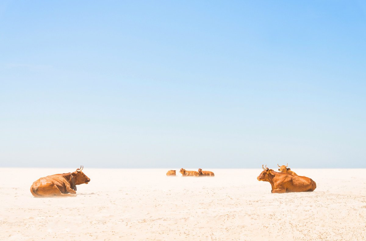 Photorealistic Animal Photograph By Andrew Lever, 60 X 40, Sunbathing Cows, Original Artwork