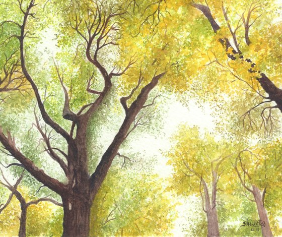 Maple Canopy