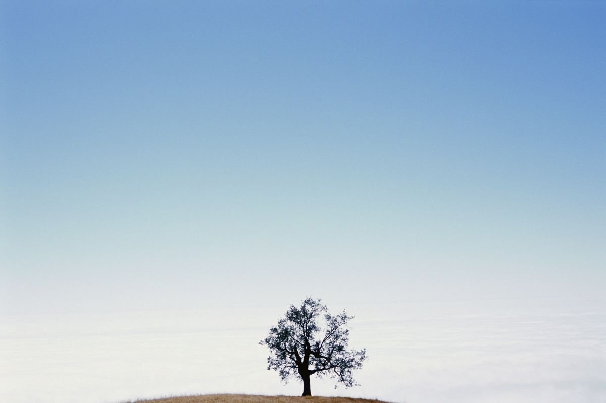 Tree #6 by James Cooper Images