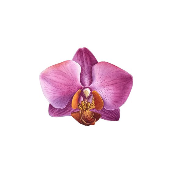 Pink Orchid
