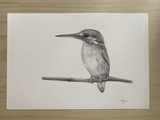 Pencil drawing kingfisher