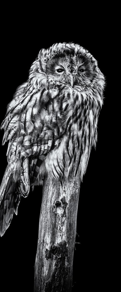 Ural Owl on a post by Paul Nash