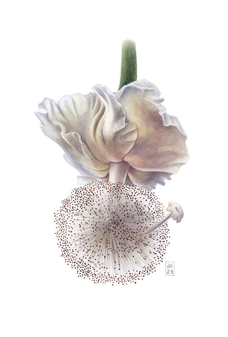 Dried rose Painting by Yuliia Moiseieva
