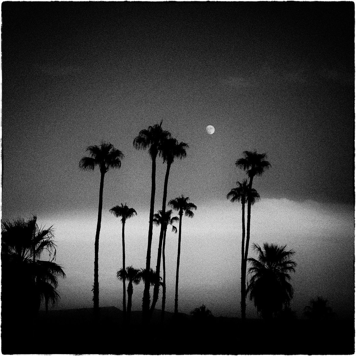 Photorealistic Landscape Photograph By Heike Bohnstengel, 16 X 16, Palm Tree Moon, Anza Borrego, Original Artwork