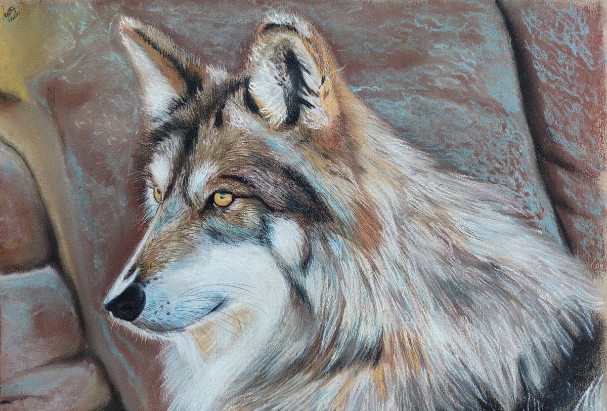 Photorealistic Animal Pastel Drawing By Laura Muolo, 16 X 12", Lupo, Original Artwork