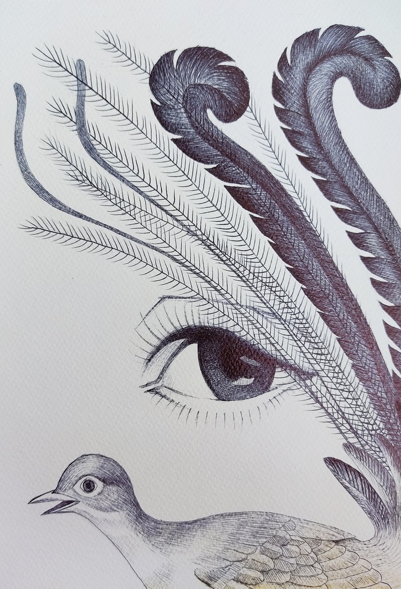 Lyrebird eye by Andromachi Giannopoulou