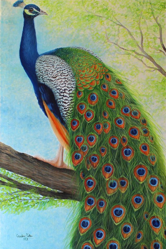 Peacock sitting on tree