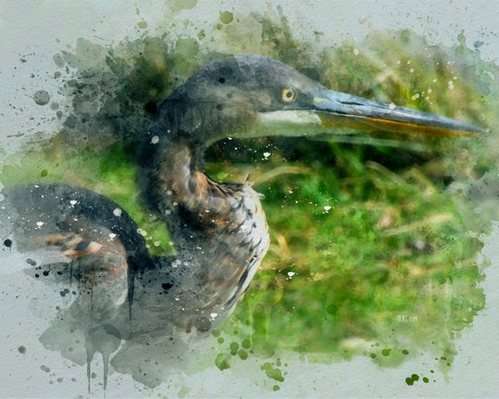 Portrait of a Blue Heron