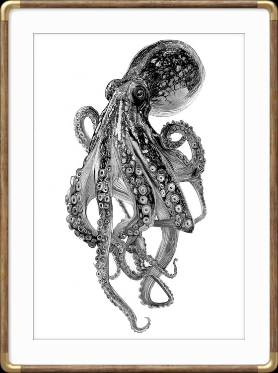 Octopus in Pencil