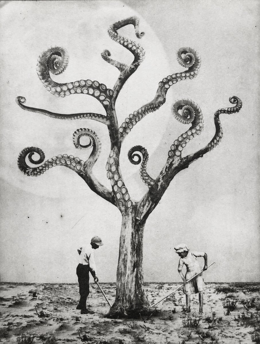 Surrealistic Botanical Etchings & Engravings By Jaco Putker, 10 X 13, Exterior No.49: Octotree, Original Artwork