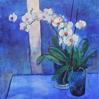 Orchid