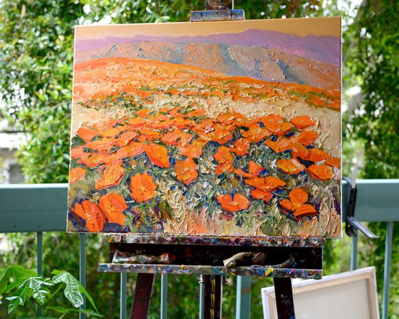 California Poppies , Morning