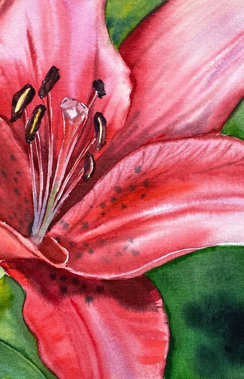 Vibrant Red Lily watercolor painting flower art by Irina Povaliaeva