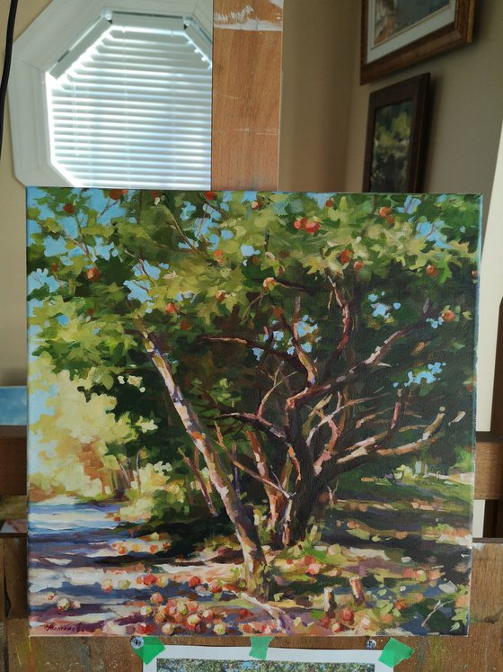 Old apple tree (14x14x0.7'')