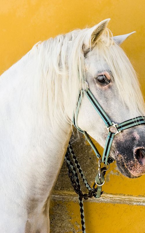 WHITE HORSE ON YELLOW by Andrew Lever