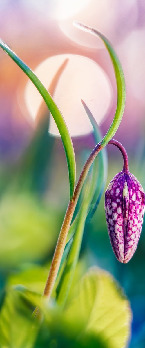 Tropical Dreams of Fritillaria by Inna Etuvgi