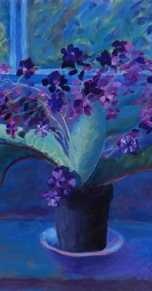 Streptocarpus On The Windowsill by Stephen Howard Harrison